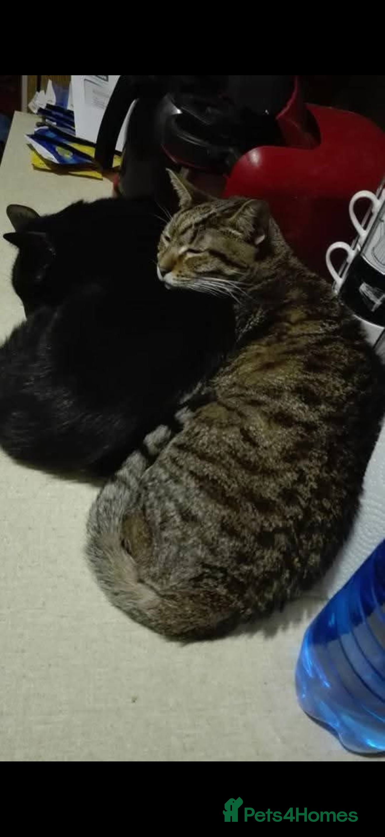 Mixed Breed cats 2 long haired kittens  - Advert 1