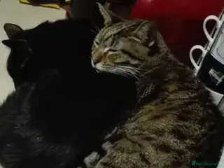 Mixed Breed cats 2 long haired kittens - Advert 1