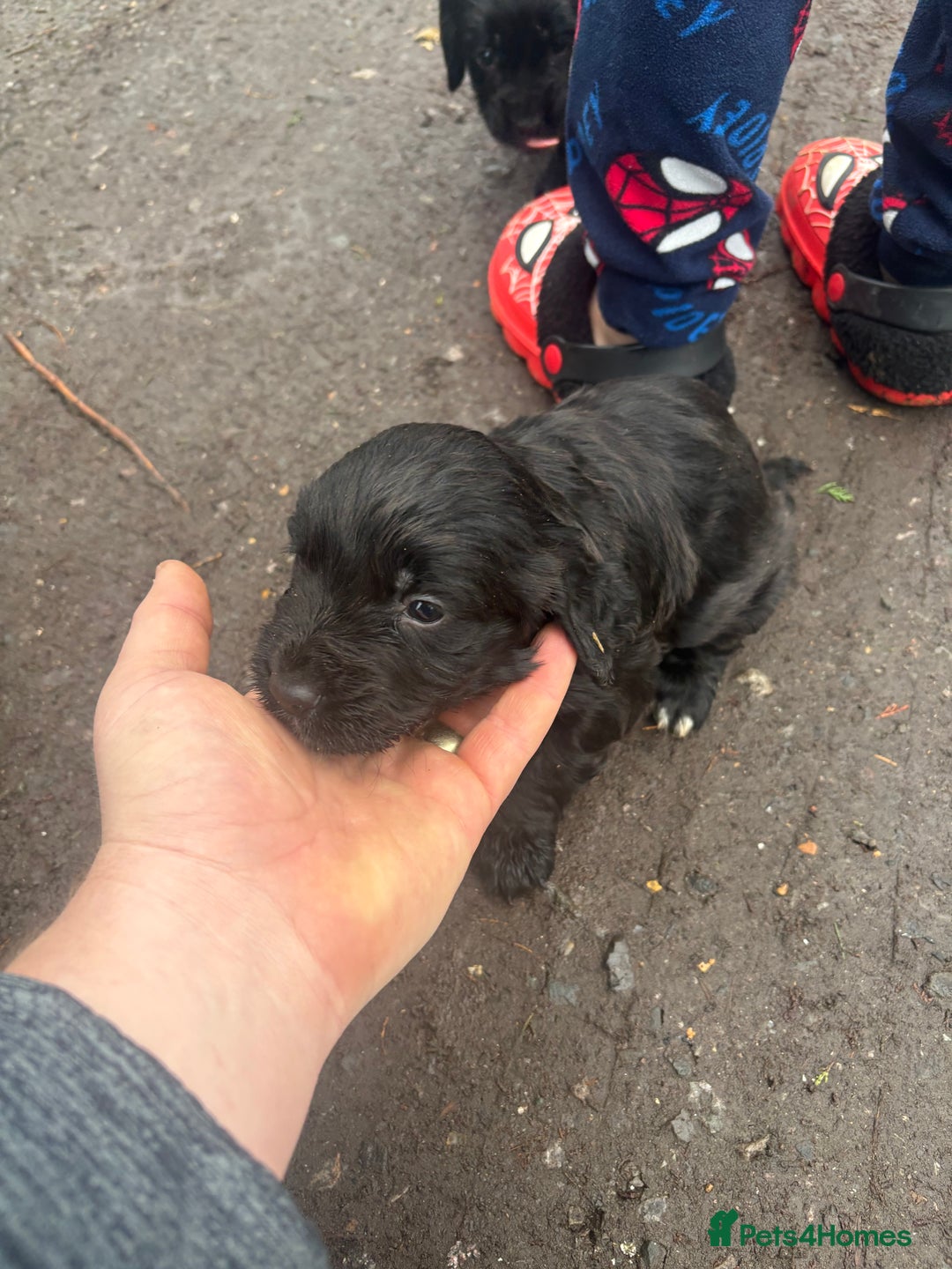 Cocker Spaniel dogs for sale: Working type cocker spaniel  - Advert 5