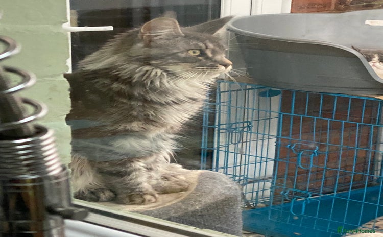 Maine Coon cats - Advert 14