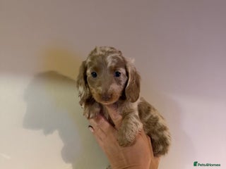 Miniature Dachshund dogs Miniature dachshund puppies kc reg - Advert 15