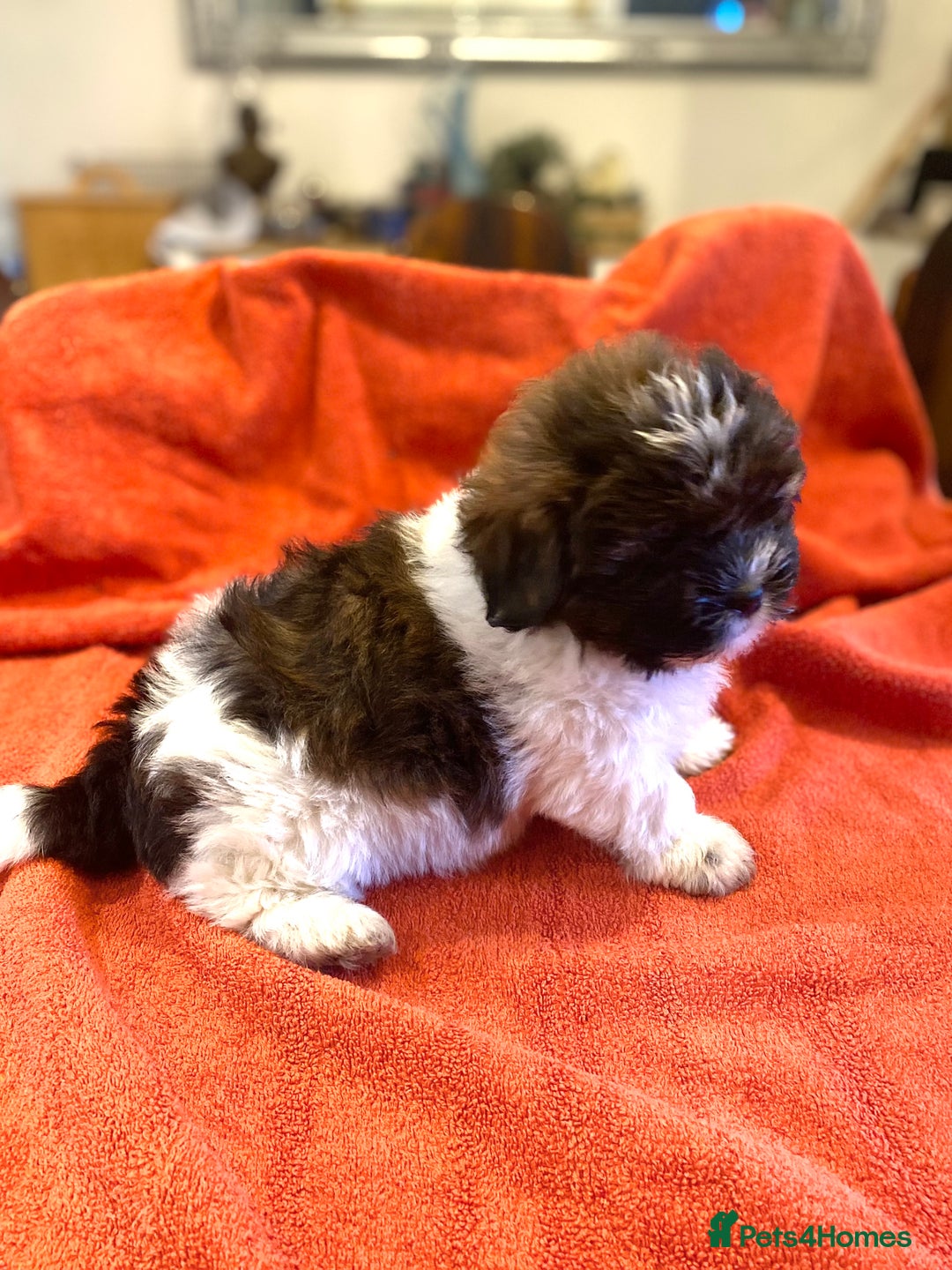 Shihpoo dogs for sale: ADORABLE SHIPOO PUPPIES - Advert 12