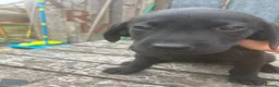Labrador Retriever dogs for sale: Black labrador dogs - Advert 7