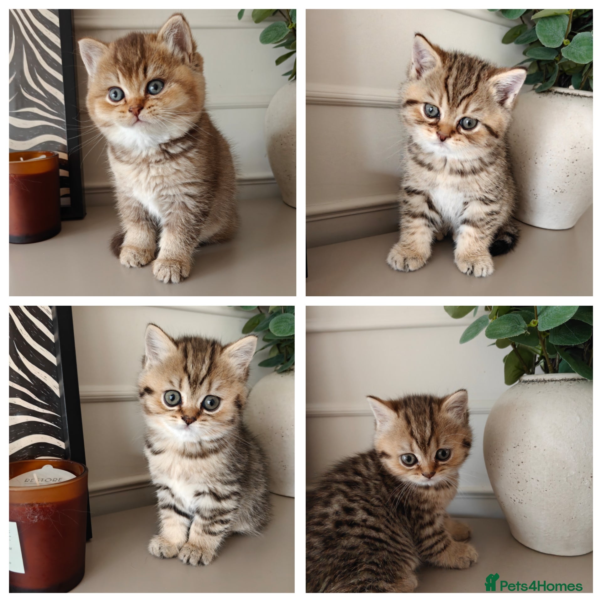 British Shorthair cats Beautiful British Shorthair Kittens - Advert 1