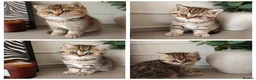 British Shorthair cats for sale: Beautiful British Shorthair Kittens - Advert 1