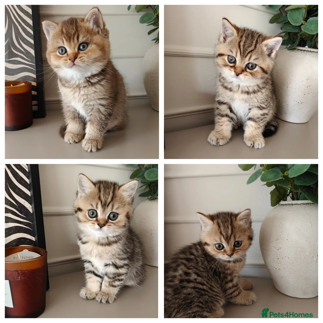 British Shorthair cats for sale: Beautiful British Shorthair Kittens - Advert 1