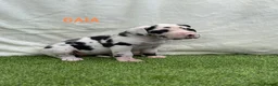 Great Dane dogs for sale: Chunky Great Dane puppies  - Advert 23