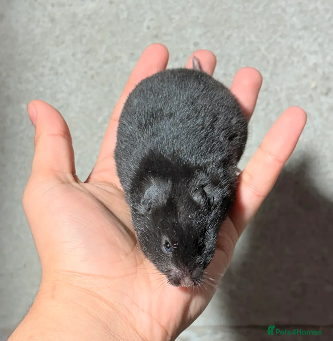 Hamster rodents for sale: BABY TAME PEDIGREE SYRIAN HAMSTERS  - Advert 2