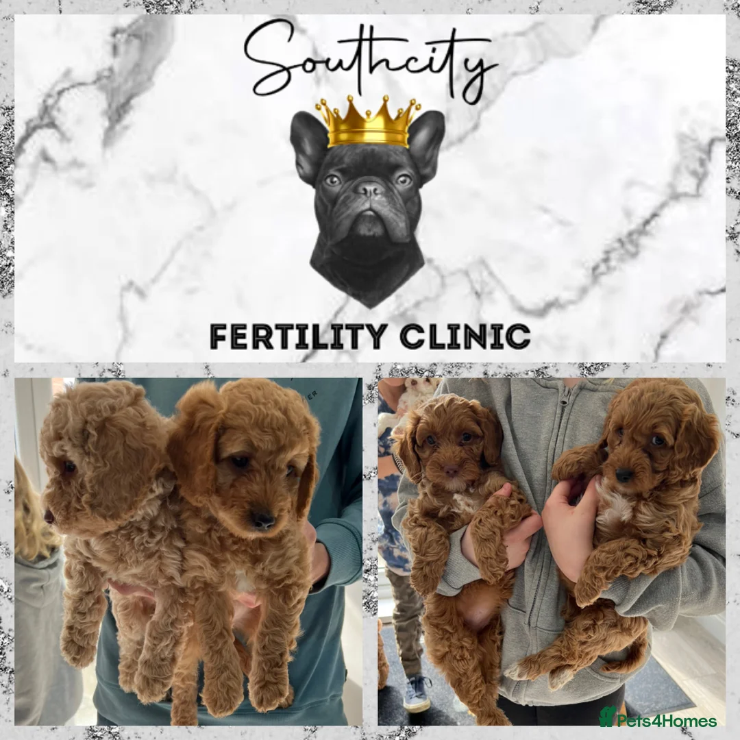 Miniature Poodle dogs for stud: RUPERT MINIATURE POODLE in Southampton - Advert 15