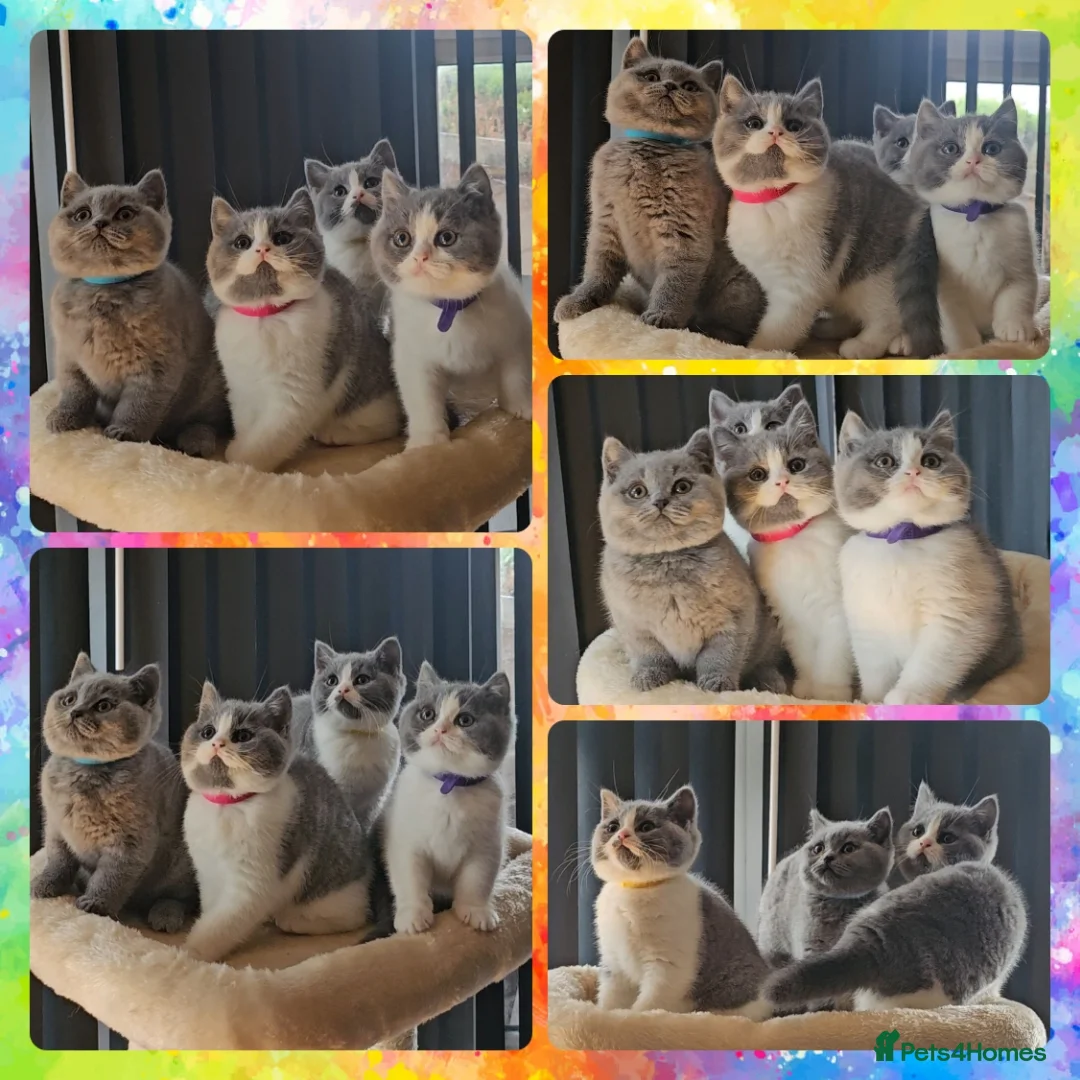 British Shorthair cats for sale: 4 perfect british shorthair kittens  - Advert 2