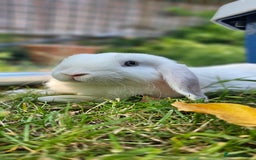 Mini Lop rabbits for sale: Baby mini lop rabbits - Image 12