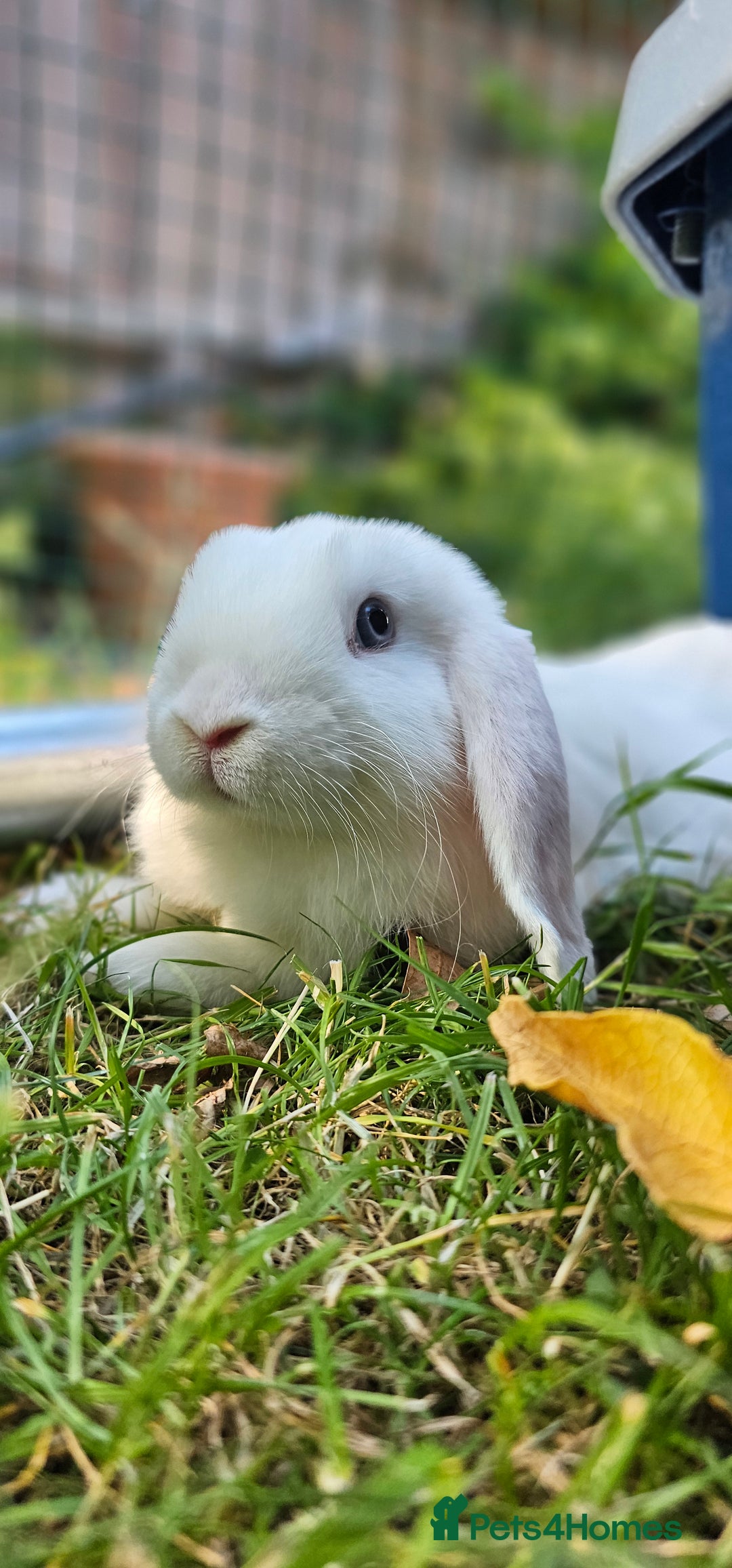 Mini Lop rabbits for sale: Baby mini lop rabbits - Image 12
