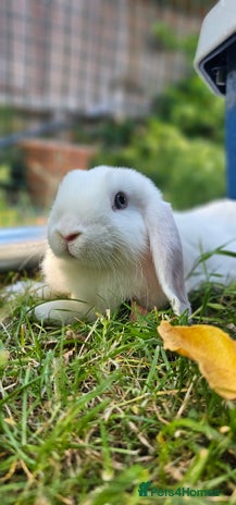 Mini Lop rabbits - Advert 13