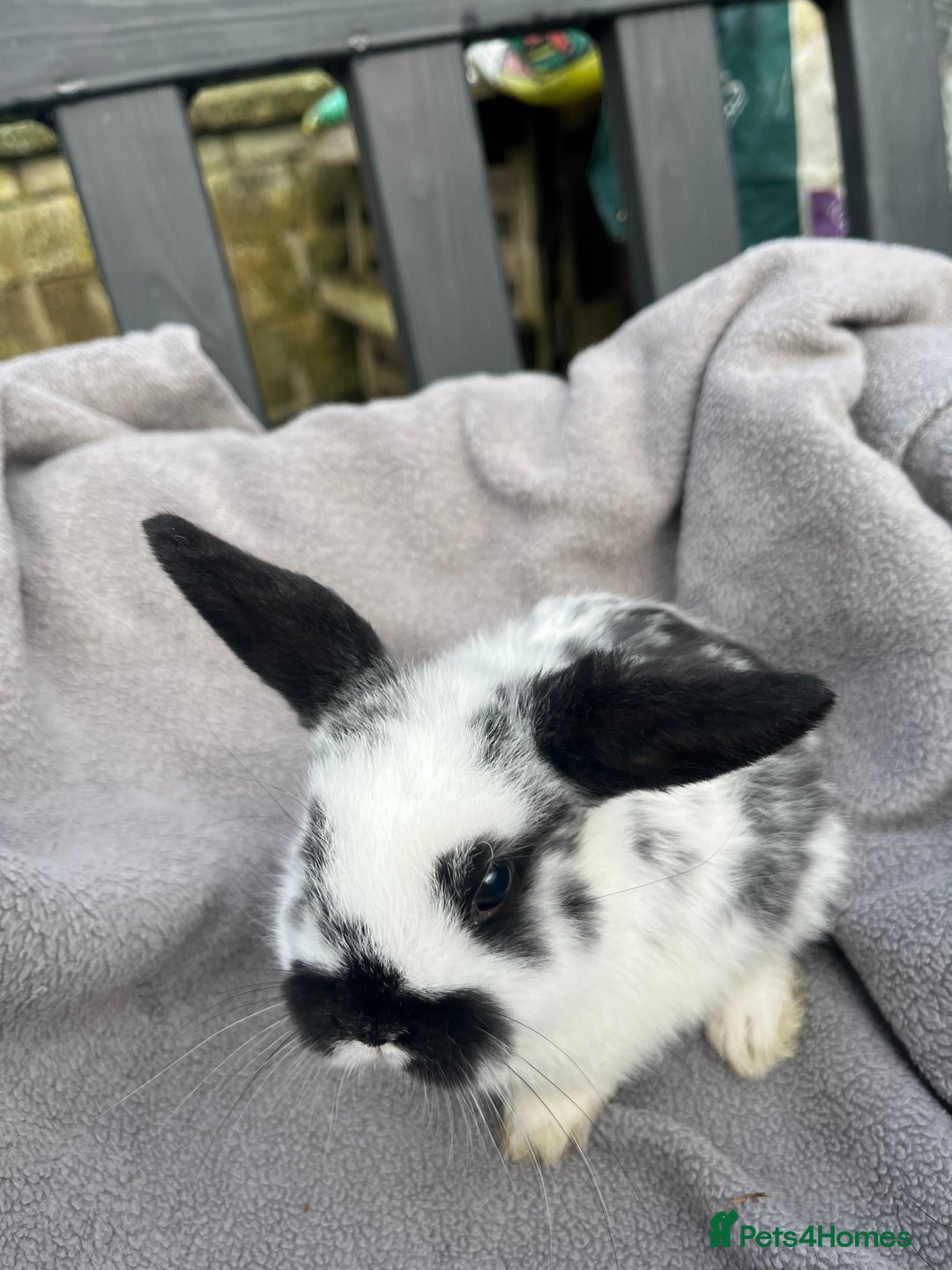 Mini Lop rabbits for sale:  Beautiful mini lops - Advert 10