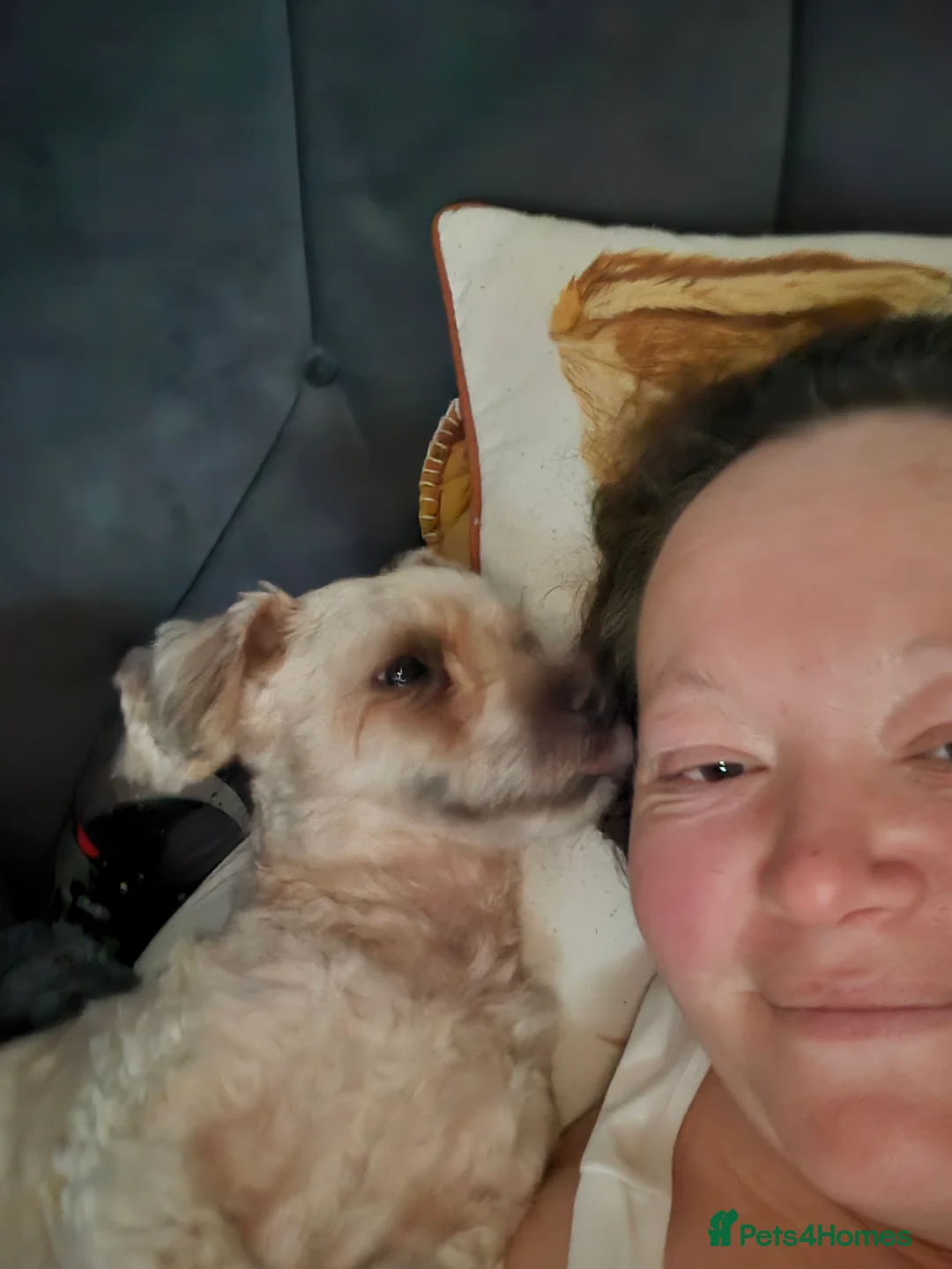 Chorkie dogs for sale: Little louie lovable cheeky affectionate boy - Advert 10