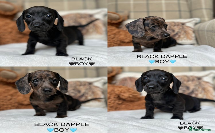 Miniature Dachshund dogs - Advert 2