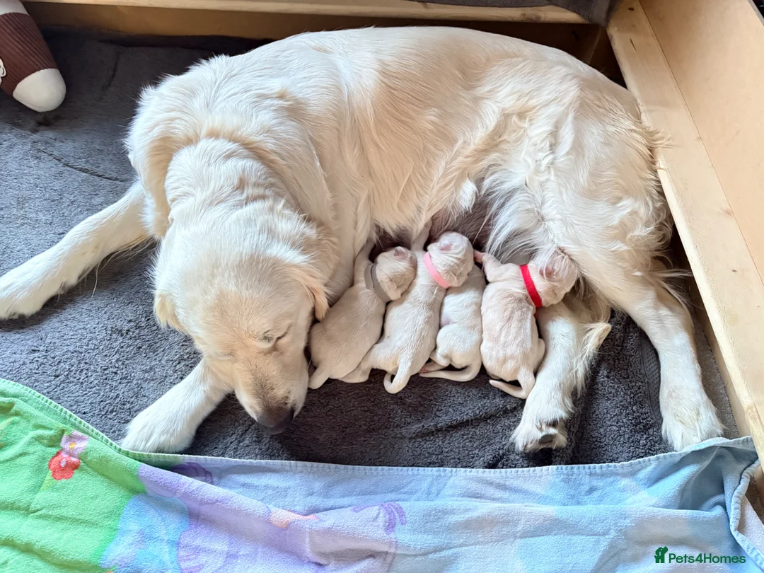 Golden Retriever dogs for sale: Beautiful litter of Cream Golden Retriever Pups - Advert 1