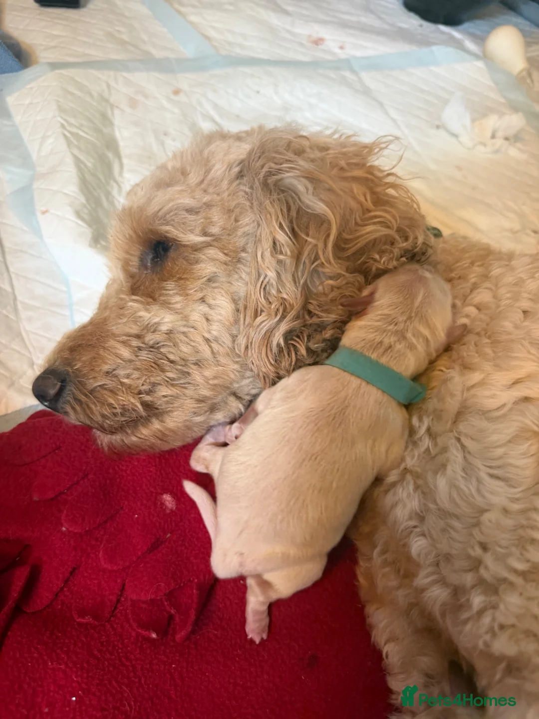 Mixed Breed dogs for sale: 🐾 Australian Double Doodle Puppies Expected 🐾 - Advert 34