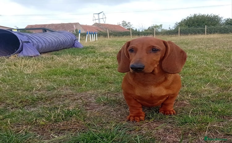 Dachshund dogs - Advert 2