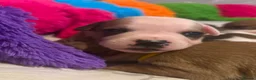 Staffordshire Bull Terrier dogs for sale: KC Red Staffordshire Bull Terriers ❤️🏆🩸 - Advert 4