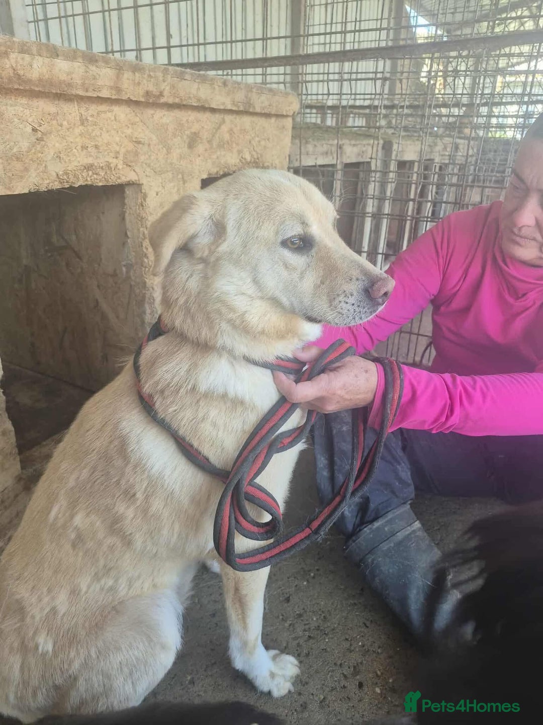 Golden Retriever dogs for adoption: Twinkie - Norwich Norfolk  - Advert 4