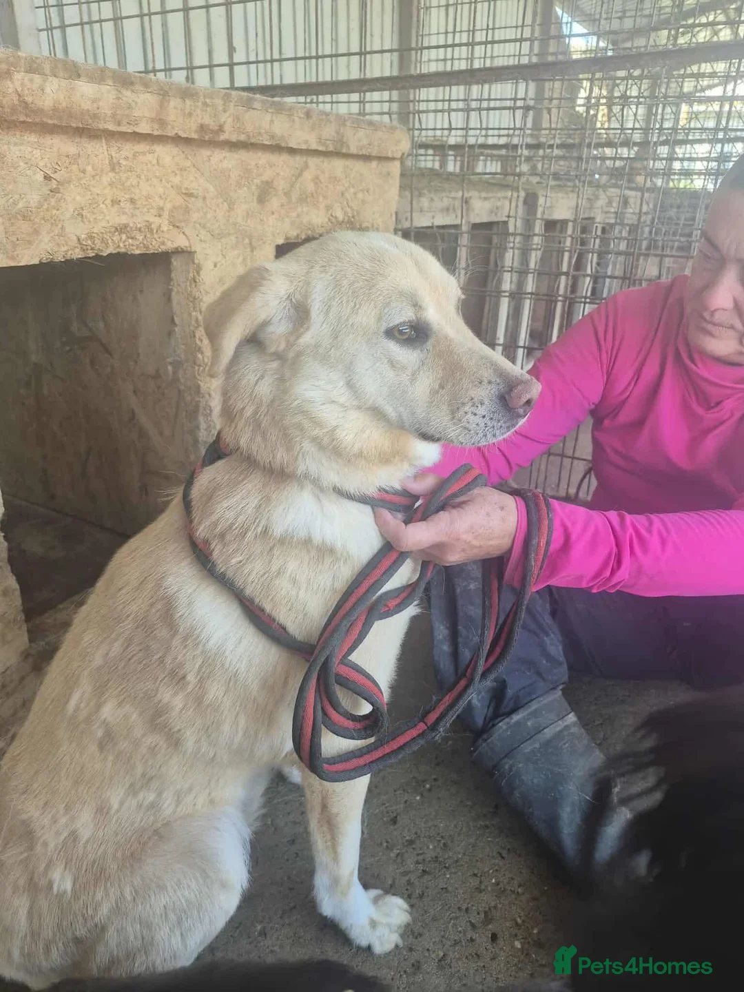 Golden Retriever dogs for adoption: Twinkie - Norwich Norfolk  - Advert 4