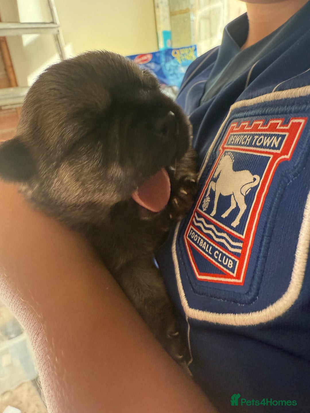 Chug dogs for sale: PUPPIES FOR SALE - Image 5