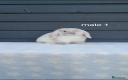 Mini Lop rabbits for sale: Gorgeous mini lop rabbits  - Image 11