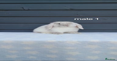 Mini Lop rabbits - Advert 13