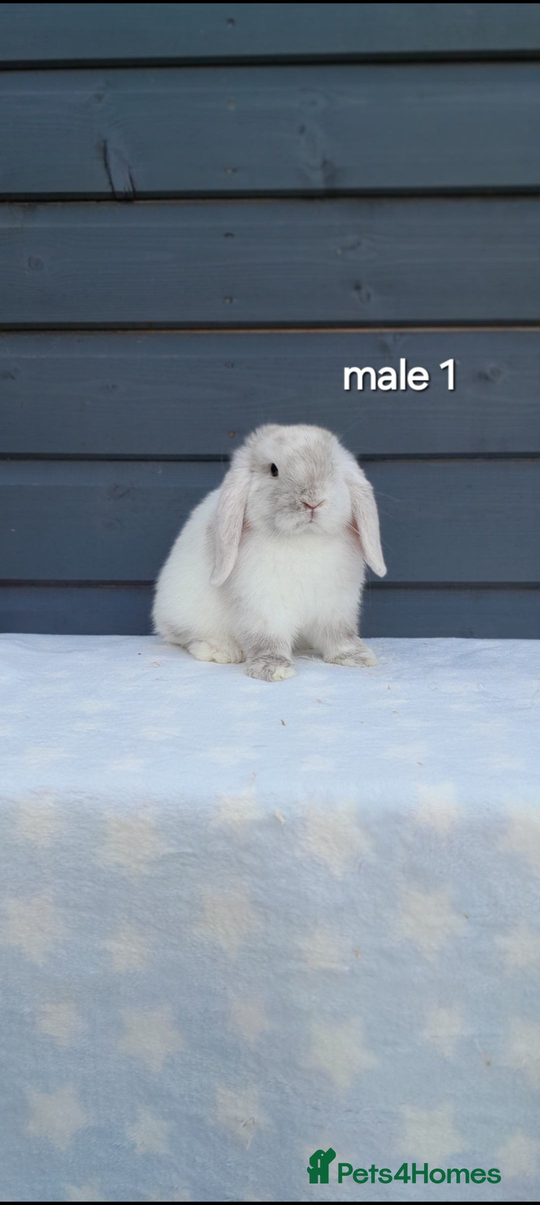 Mini Lop rabbits for sale: Gorgeous mini lop rabbits  - Image 11