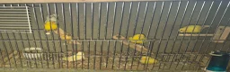 Canaries birds for sale: Mixed canaries in Northwich - Advert 7