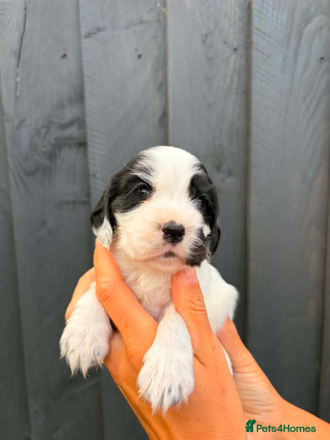 Cocker Spaniel dogs for sale: x8 Black & White & Blue Roan spaniel pups - Advert 2