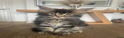 Maine Coon cats for sale: 7 GCCF registered Maine coon boys. - Advert 15