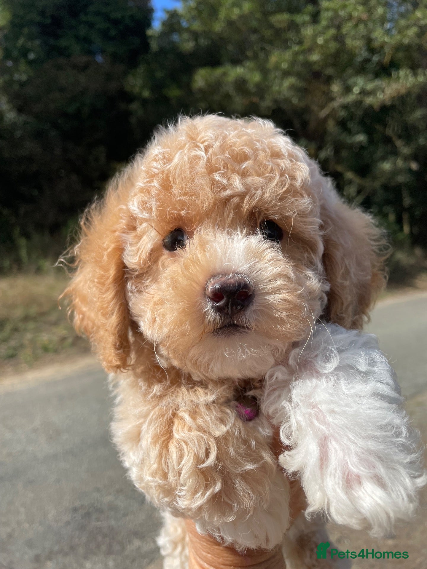 Maltipoo dogs 5* LICENSED MALTIPOO PUPPY - Advert 6