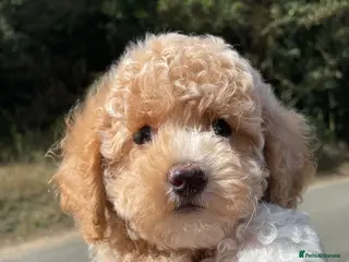 Maltipoo dogs 5* LICENSED MALTIPOO PUPPY - Advert 6