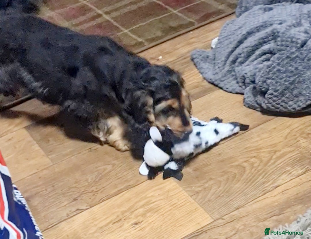 Cocker Spaniel dogs for sale: Gorgeous Show Type Cocker Spaniel Boy - Fully Vacc - Image 3