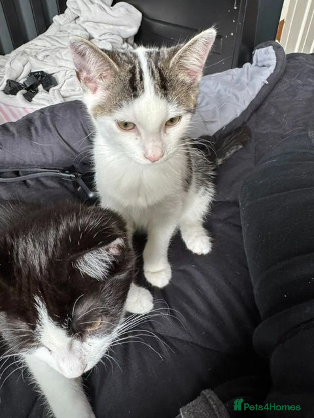 Mixed Breed cats for sale: Kittens (1 Boy 1 Girl) - Advert 8