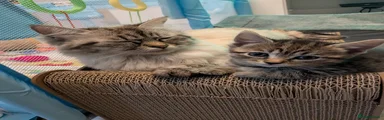 Siberian 4