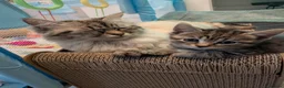 Siberian cats for sale: Adorable Siberian Kittens  - Advert 30