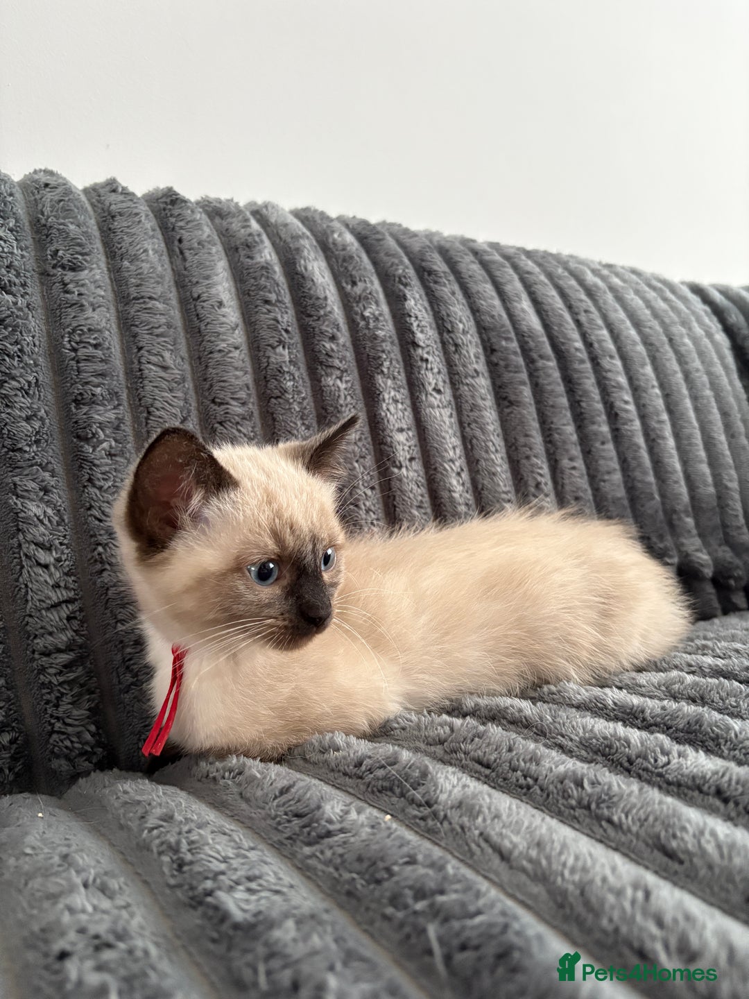 Ragdoll cats for sale: 2 Ragdoll Kittens left 🐾🤍 READY TO LEAVE NOW! - Image 28