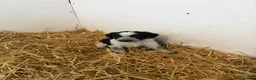 Border Collie dogs for sale: Beautiful Border Collie Pups - Advert 15