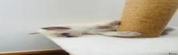 Ragdoll cats for sale: Beautiful ragdoll kittens blue and mitted - Advert 18