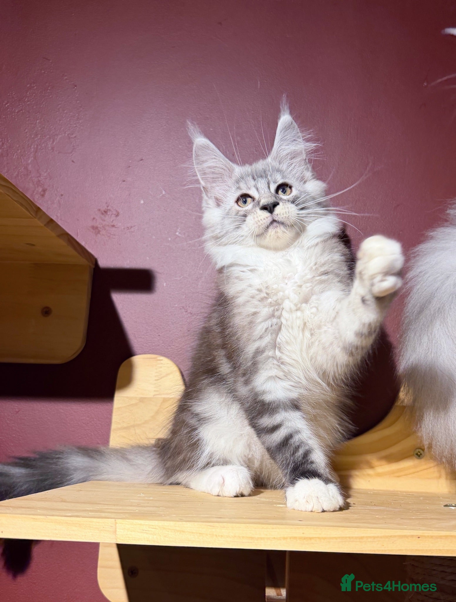 Maine Coon cats Maine Coon Kittens *READY* | DNA | TICA Red.  - Advert 7