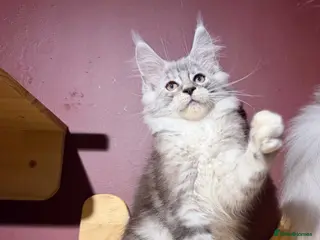 Maine Coon cats Maine Coon Kittens *READY* | DNA | TICA Red. - Advert 7