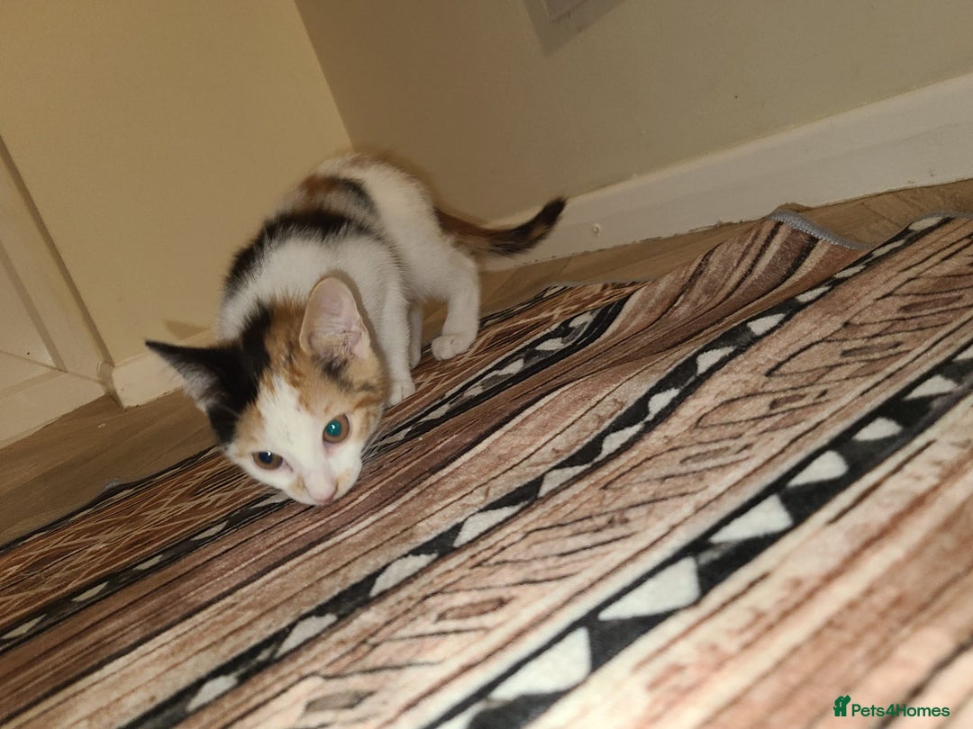 Mixed Breed cats for sale: Kittens  - Image 6