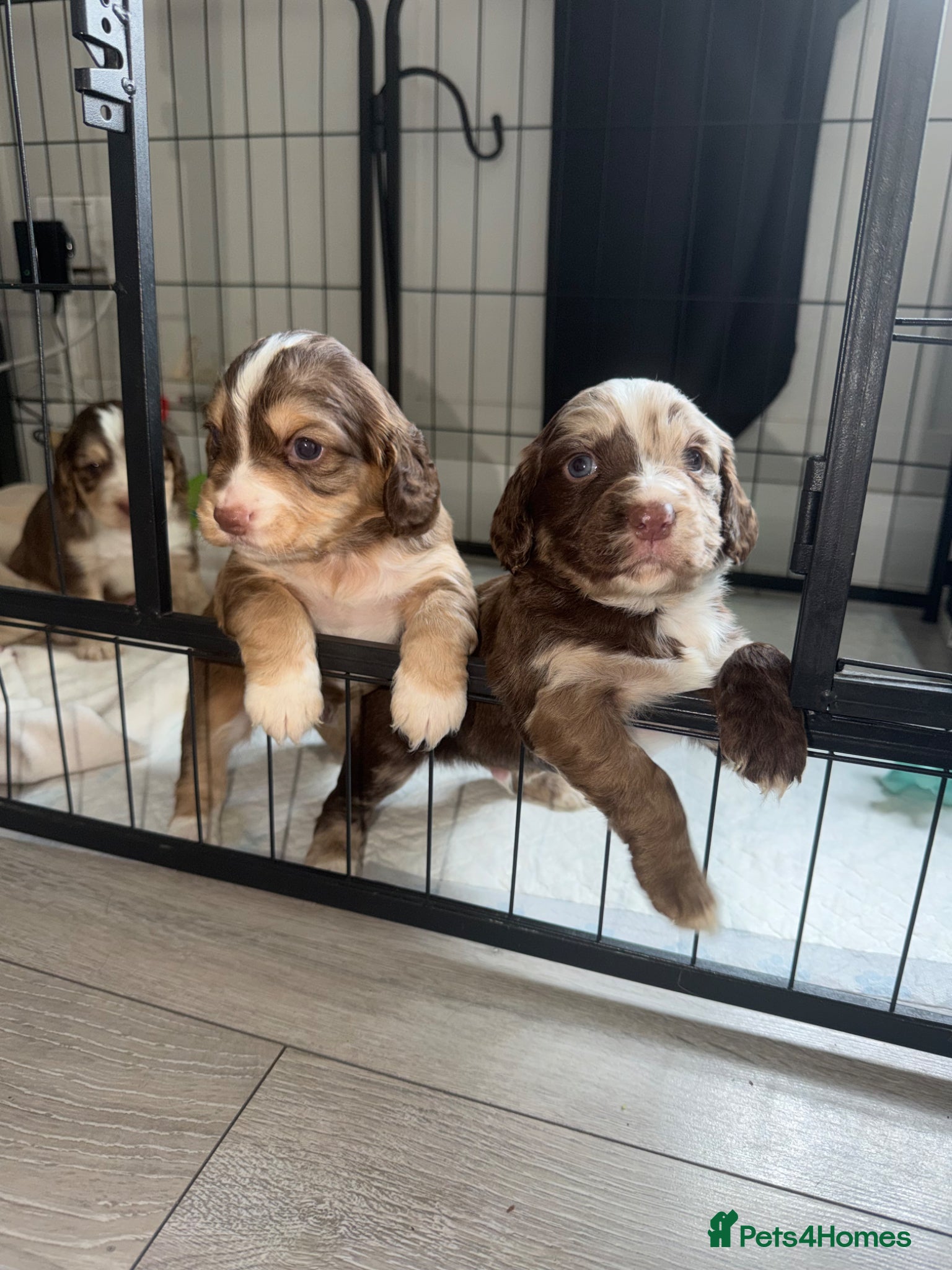 Cocker Spaniel dogs 4 Beautiful working cocker spaniel 😍 - Advert 2
