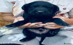 Labrador Retriever dogs for sale: Labrador puppies  - Image 11