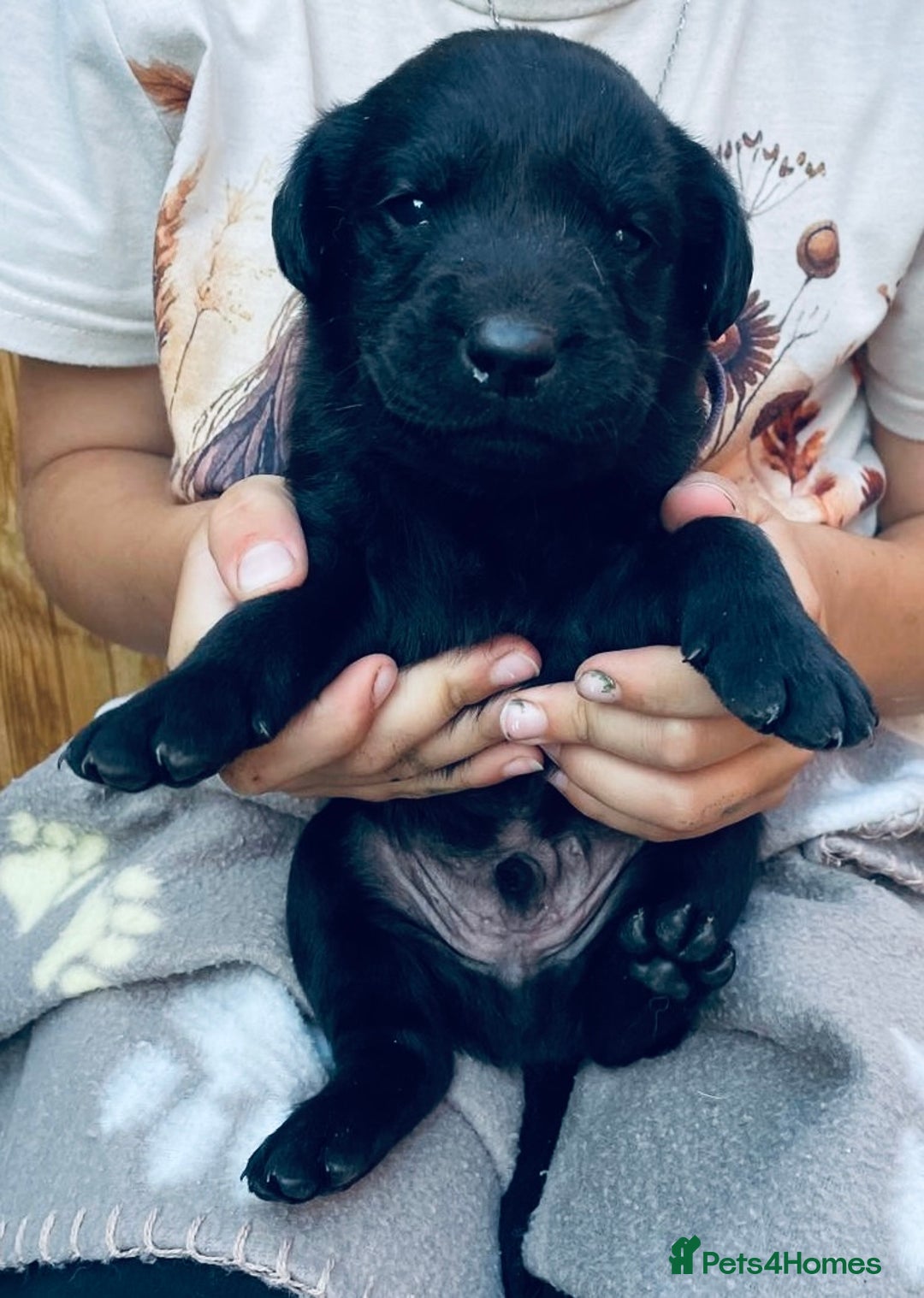 Labrador Retriever dogs for sale: Labrador puppies  - Image 11