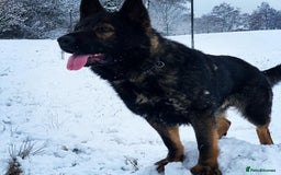 German Shepherd dogs for stud: DDR GERMAN SHEPHERD UP FOR STUD!! - Image 3