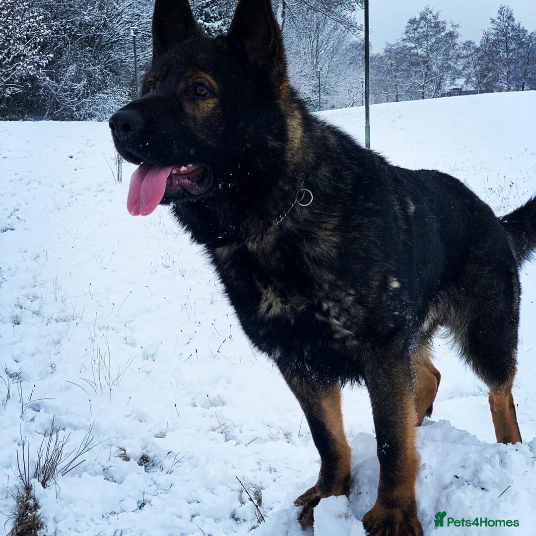German Shepherd dogs for stud: DDR GERMAN SHEPHERD UP FOR STUD!! - Image 3